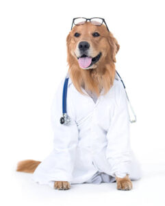 Playful Golden Retriever at The Noble Nose Canine Boarding dressed as a doctor, wearing a lab coat and stethoscope