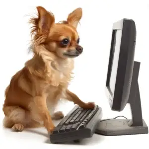 Adorable Chihuahua sitting at a computer like a human booking his stay at The Noble Nose Canine Boarding