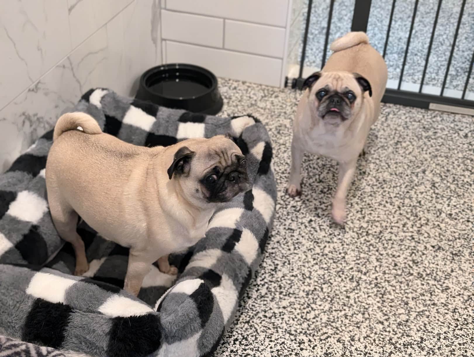 Two pugs relaxing in a luxury suite at Noble Nose Canine Boarding
