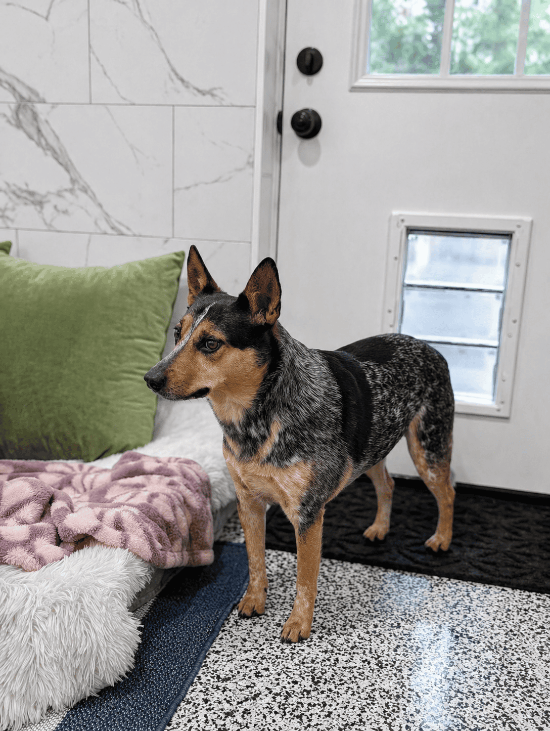 Blue Heeler beside private doggy door in luxury suite — Shreveport boarding