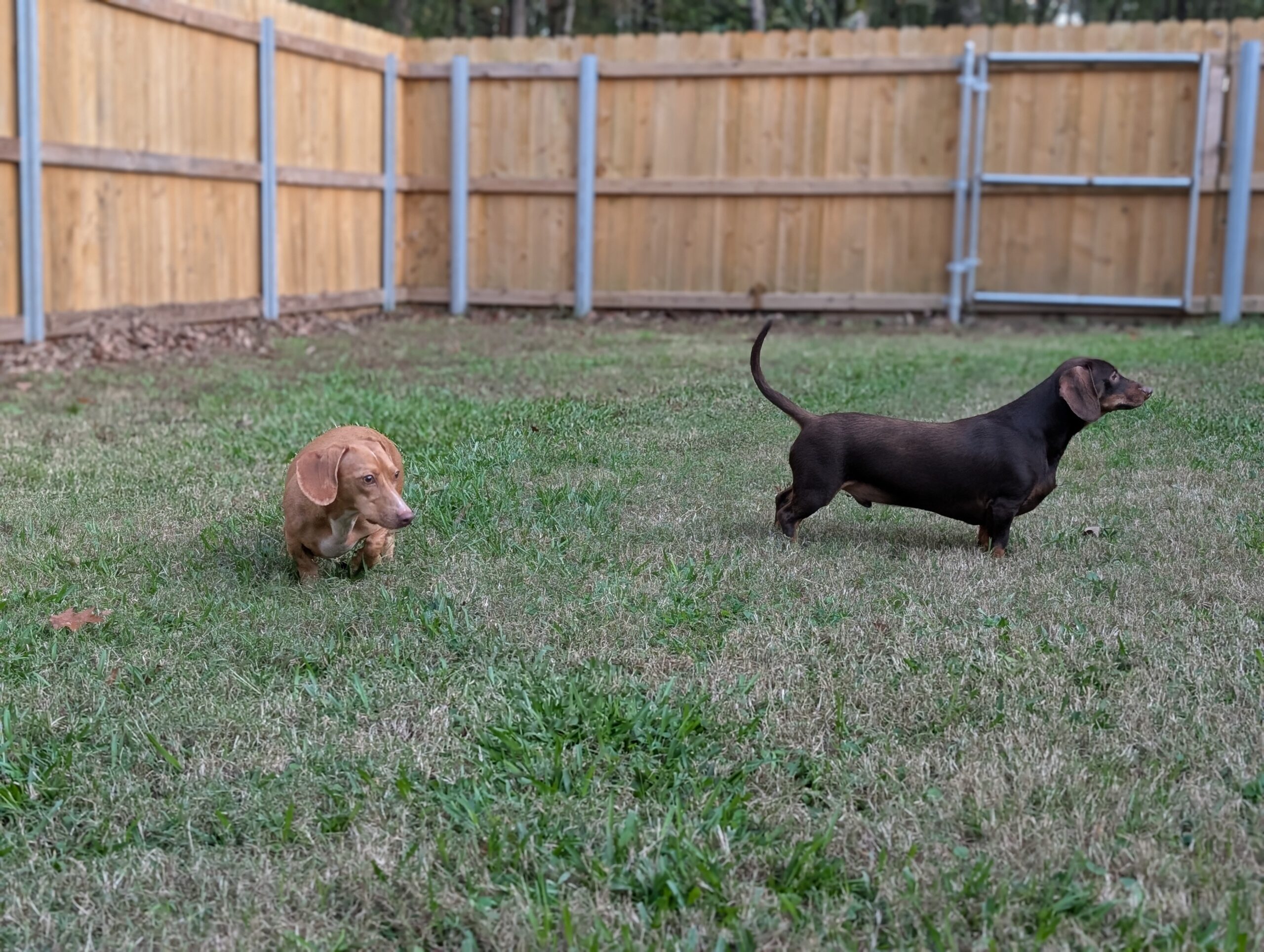 Dachshunds playing in the secure outdoor yard at Noble Nose Shreveport kennel