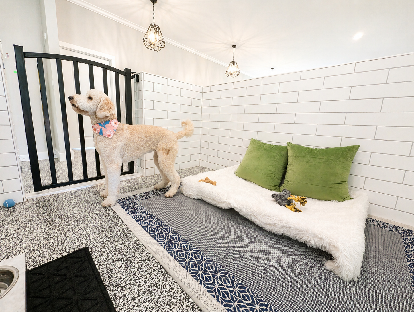 Goldendoodle enjoying a luxury suite at Noble Nose Shreveport boarding