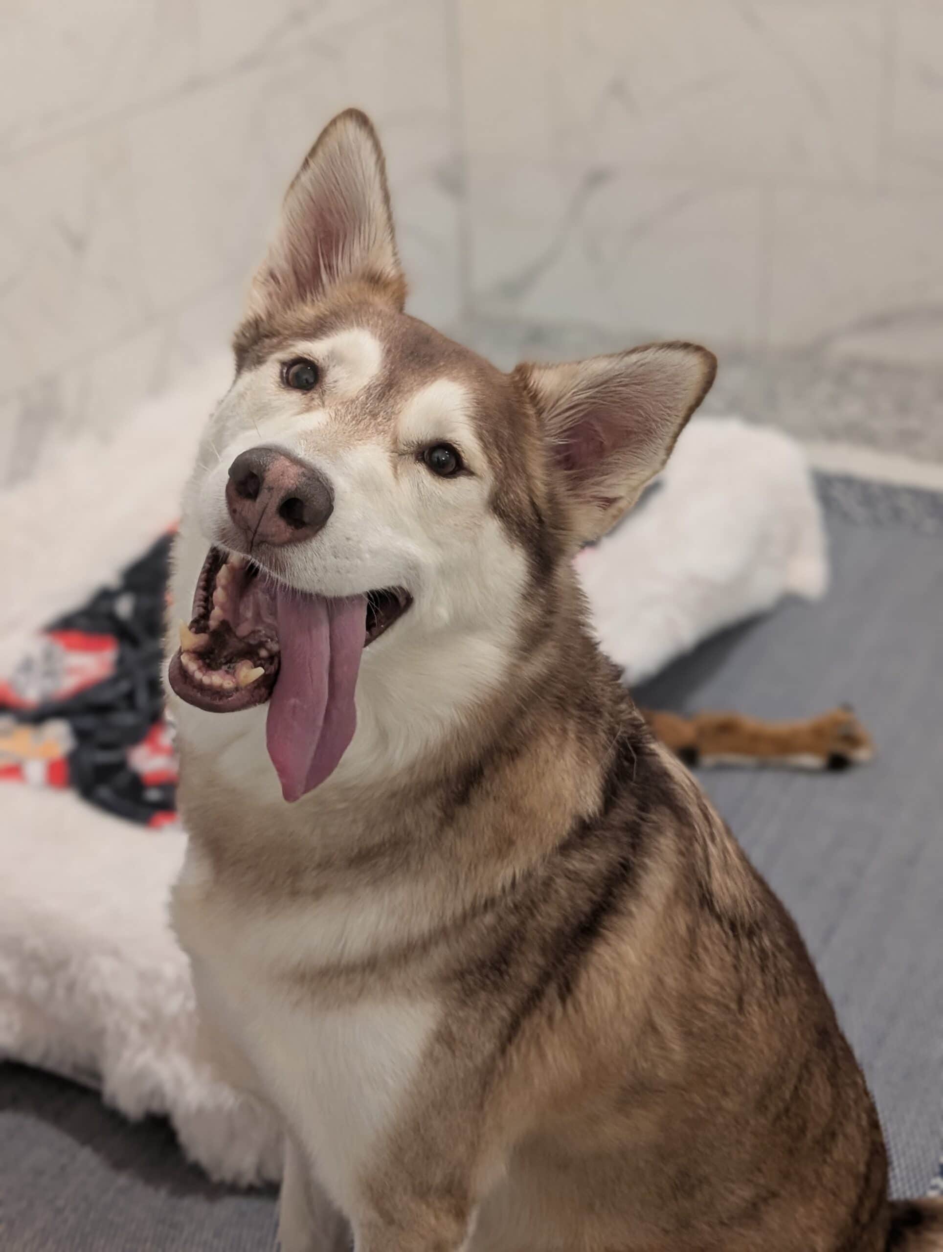 Husky relaxing in private luxury suite near Shreveport