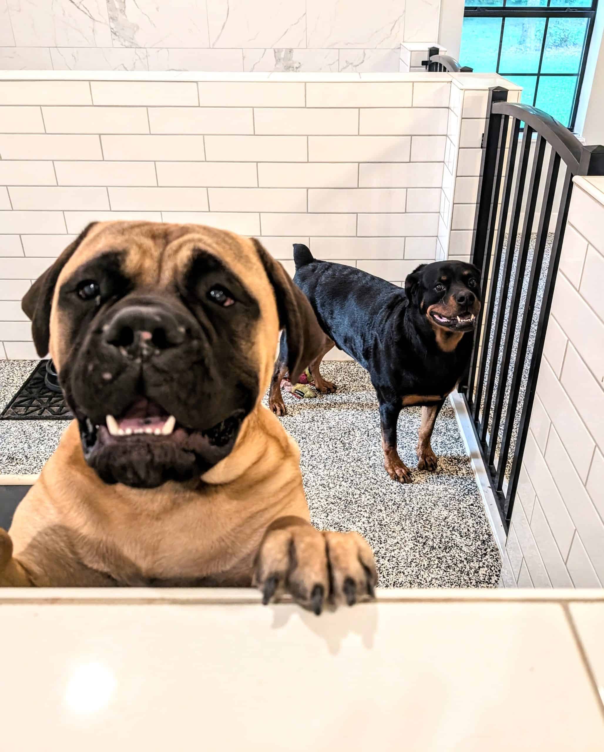 Bullmastiff and Rottweiler in a luxury Shreveport boarding suite