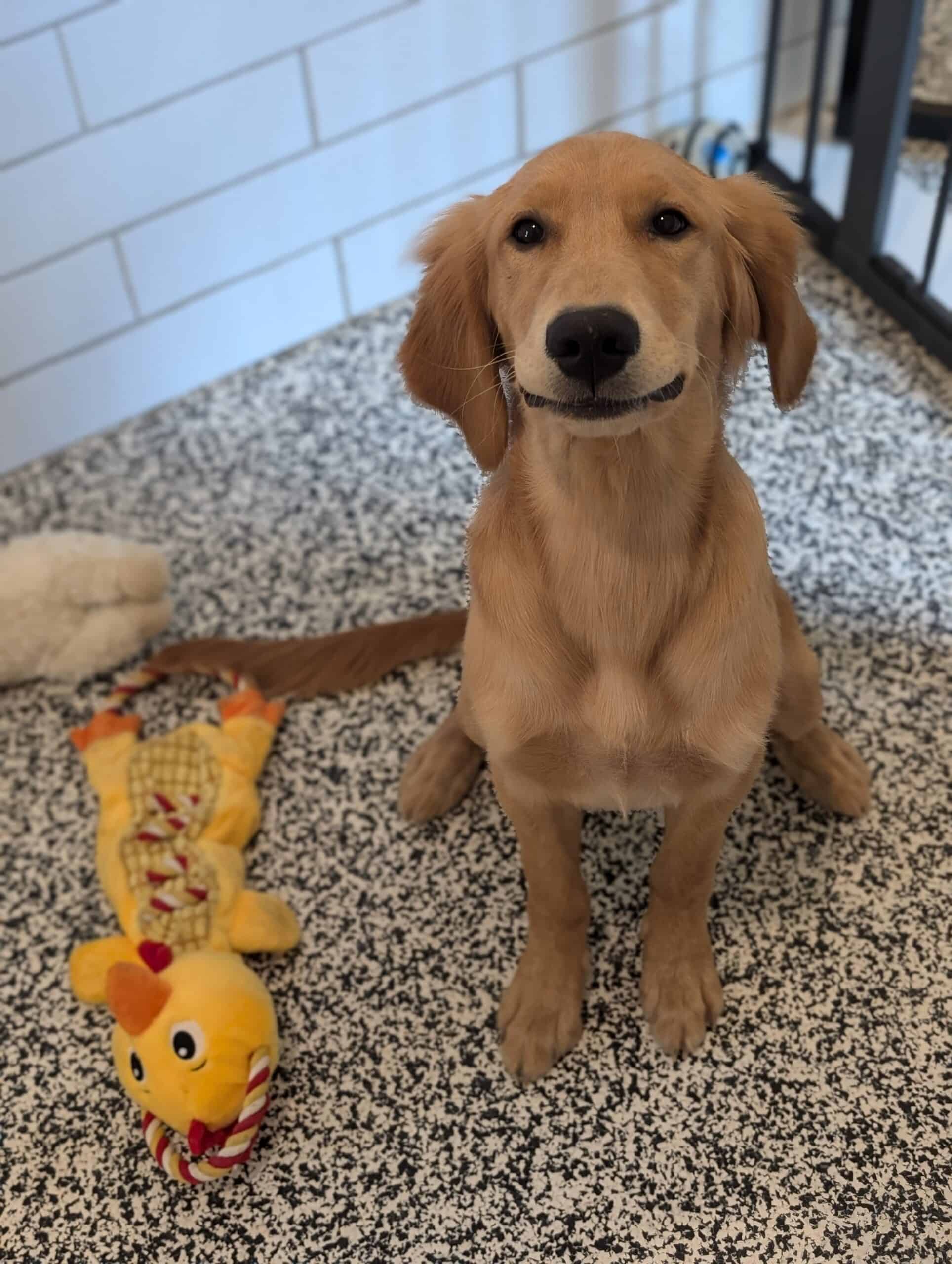 Golden retriever puppy enjoying a boarding suite at Noble Nose Shreveport kennel