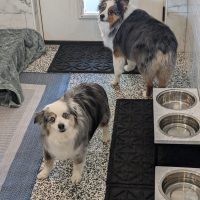 Two Australian Shepherds standing inside a large dog suite with marble walls, textured flooring, and stainless steel feeding bowls at Noble Nose Boarding in Greenwood, Louisiana.