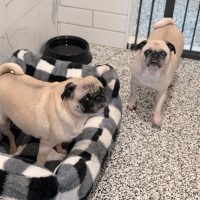 Two pugs in a luxury dog suite with a soft checkered dog bed and tile walls at Noble Nose Boarding.