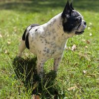Black and white Boston Terrier mix standing in grass with a fenced yard in the background at Noble Nose Boarding.