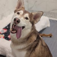 Husky with tongue out sitting on bedding in a tile-walled dog boarding suite at Noble Nose.