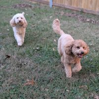 Two curly-haired dogs running on grass during outdoor playtime at Noble Nose Boarding