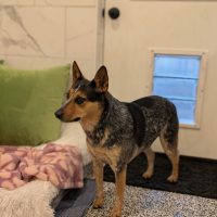 Blue Heeler dog standing on epoxy flooring inside a luxury dog suite with tile walls at Noble Nose Boarding.